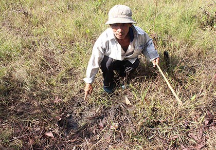 Heo rừng về làng cắn chết người