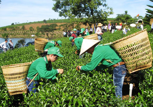 Hàng trăm tấn chè Việt Nam không vào được Đài Loan