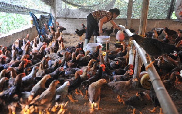 Thịt già nhập khẩu 20 ngàn/kg: Đỡ không nổi