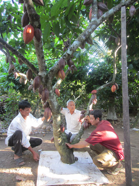 Thắng đậm mùa ca cao