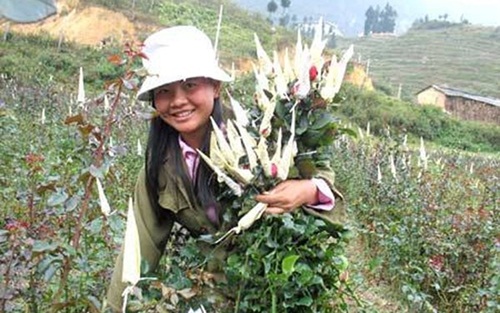 Kiếm tiền triệu từ trồng hoa hồng trên biên giới