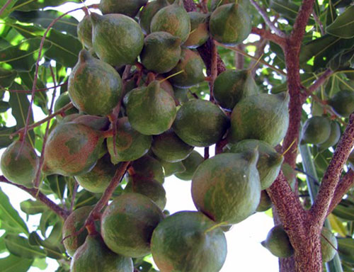 Thu hàng trăm triệu từ cây mắc ca