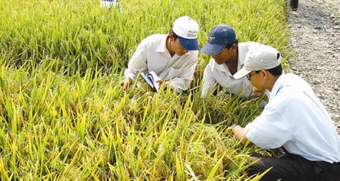 Nhà khoa học lấy giống tốt bán doanh nghiệp: Không chân chính