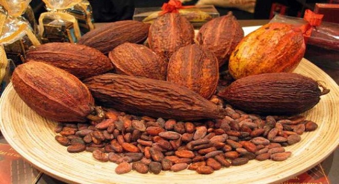 Cacao Việt: Xa vời giấc mộng toàn cầu