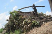 Người trồng mía lỗ nặng vì nhà máy nợ dai