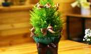 Thông thật mini đắt khách mùa Noel