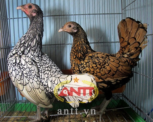 Đại gia sôi sục săn “gà vảy cá” chơi Tết