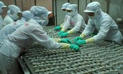 Xuất khẩu thủy sản năm 2014 ước đạt 8 tỷ USD