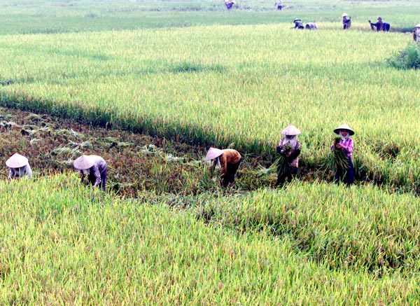 Đủng đỉnh như... làm nông