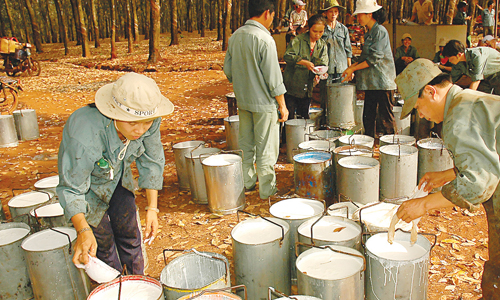 Năm bết bát của doanh nghiệp cao su