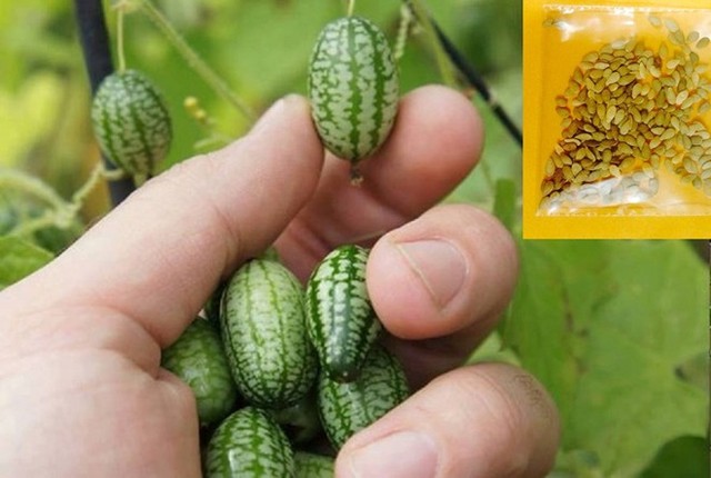 20.000 đồng/hạt giống dưa hấu tí hon