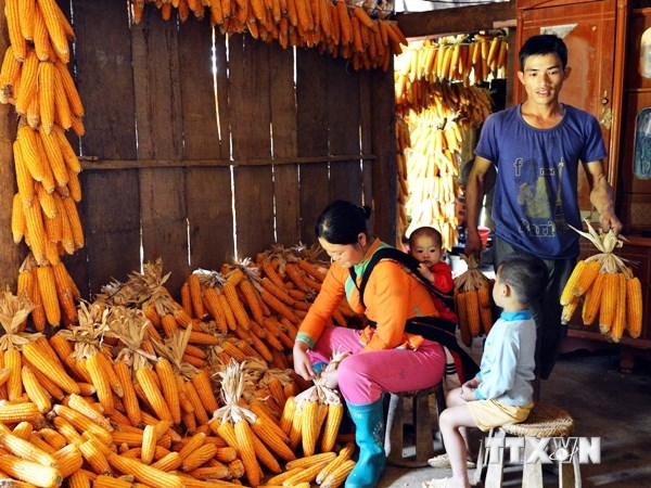 Cây trồng biến đổi gen giúp nâng cao thu nhập cho người nông dân