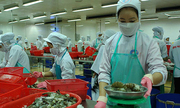 Tôm Việt thắng tôm Thái ở châu Âu