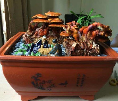 Nấm linh chi bonsai giá bạc triệu: Hàng 'độc' chơi Tết