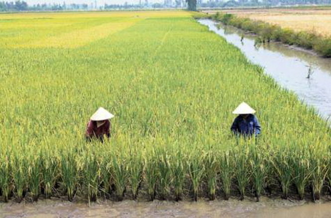Hạt gạo xuất khẩu chịu 4 vòng xiềng xích