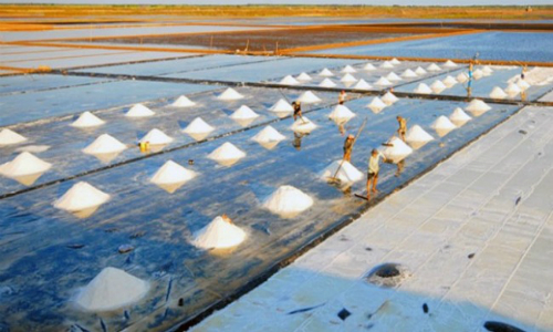 Việt Nam sẽ thiếu 300.000 tấn muối
