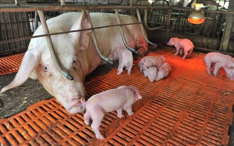 Chăn nuôi Việt bị doanh nghiệp ngoại khống chế 'toàn tập'