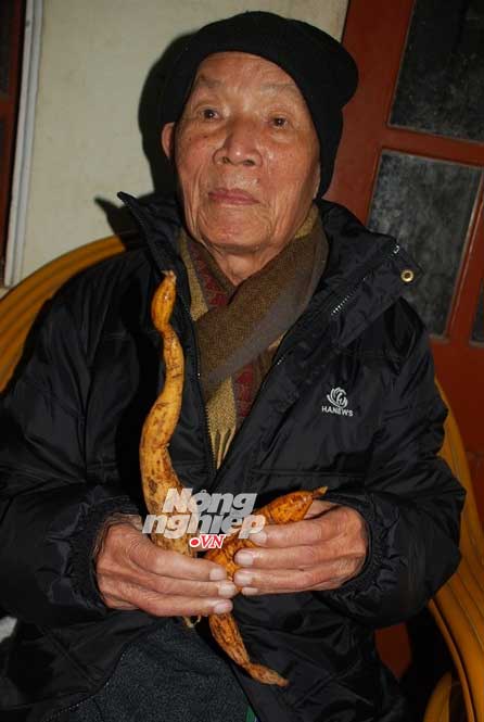Nơi củ sâm to bằng… củ sắn