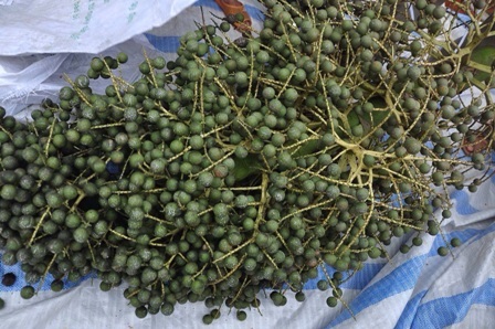 Vĩnh Long: Xôn xao cây lạ cho quả