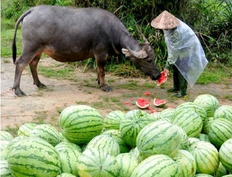 Sự thật buồn đằng sau thành tích xuất khẩu nông sản