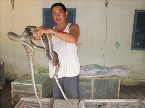 Trung Quốc ngưng mua, nông dân miền Tây lao đao vì rắn