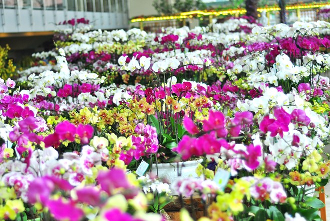 Phong lan nhập ngoại hơn 60 triệu vẫn hút khách Hà Nội