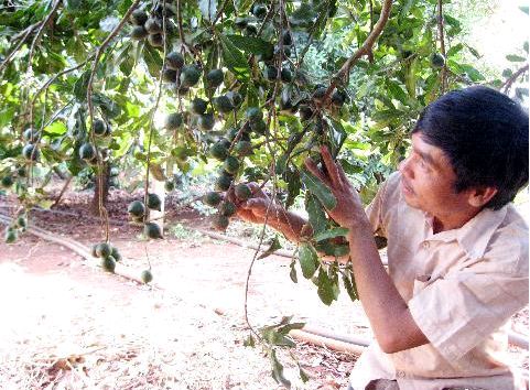 Việt Nam bước vào cuộc đua thành tích 200.000 tấn mắc ca