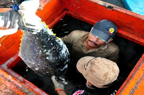 Câu cá ngừ kiểu Nhật: Đúng quy trình nhưng...