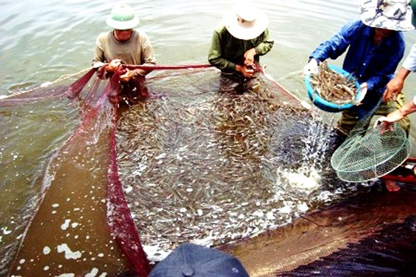 “Canh bạc” tôm giống