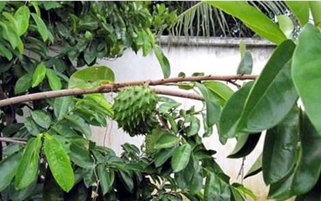 Dân vặt lá,bẻ cành mãng cầu xiêm bán cho thương lái lạ?