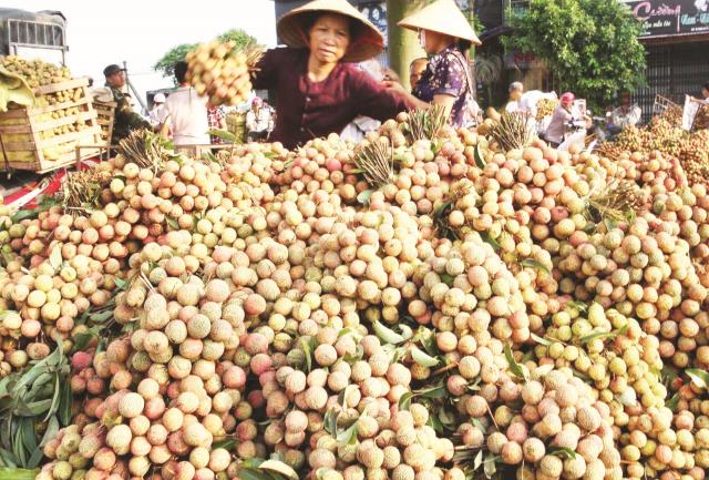 Cấp 10 mã số đầu tiên cho các vùng trồng vải xuất khẩu vào Mỹ