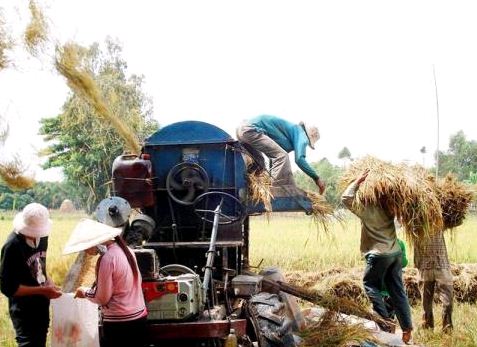 Dân cắn răng bán lúa non tại ruộng