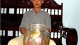 Ly kỳ củ sâm Việt Nam 800 tuổi không thể định giá