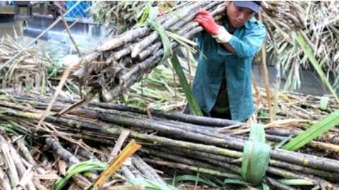 Bầu Đức được nhập đường vào VN: 