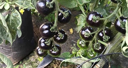 Cà chua đen 140 ngàn/kg, chờ cả năm mới được mua