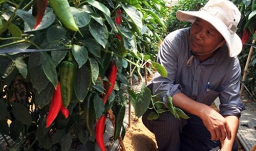 Xuất khẩu ớt sang Nhật Bản