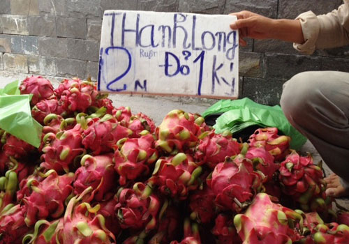 Thanh long đầu vụ rớt giá mạnh