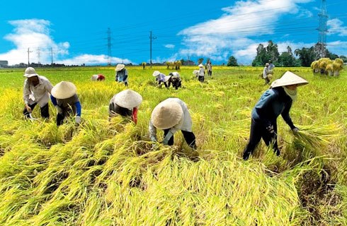 Trồng chuối lãi gấp 5 lần trồng lúa