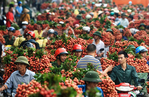Miễn phí kiểm dịch vải thiều xuất khẩu