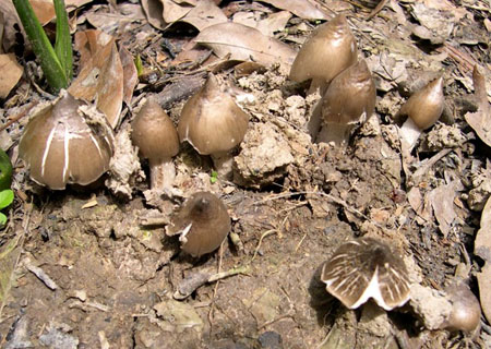 Nấm mối 1 triệu/kg: Mỗi năm 1 lần, tranh nhau ăn vội