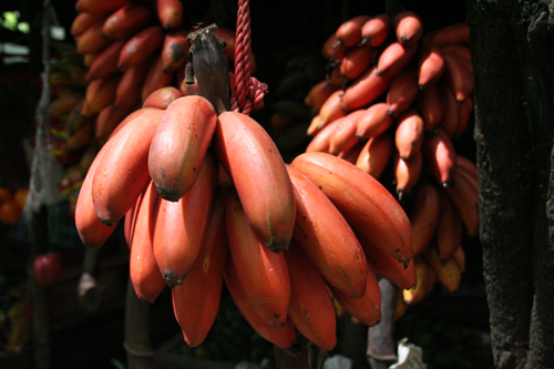 'Sốt' cây giống chuối đỏ