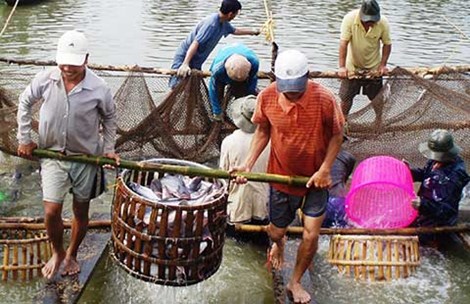 Lại treo ao, bán trang trại vì lỗ nặng