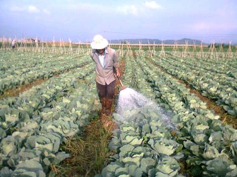 Việt Nam chi 9000 tỷ nhập thuốc trừ sâu và nguyên liệu