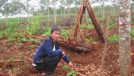 Dân khóc ròng, quay lưng với 'cây vàng trắng'