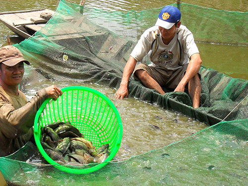 Đổ nợ vì cá rô đầu vuông