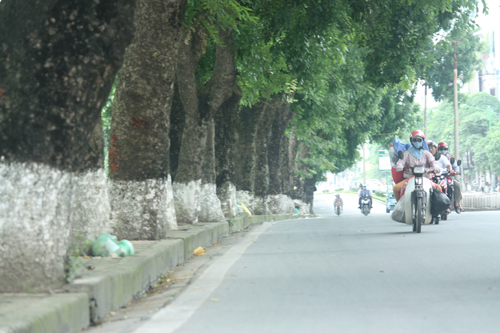 Hà Nội chặt hàng loạt cây cổ thụ để làm đường sắt nội đô
