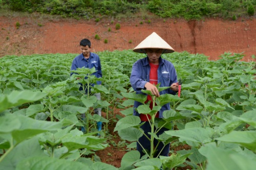 Trồng hoa hướng dương Nhật lãi cao