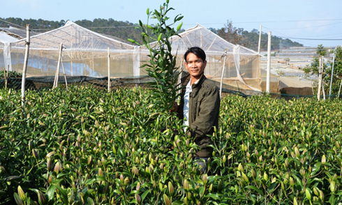 Đà Lạt nhập 18 triệu củ giống hoa ly phục vụ Tết