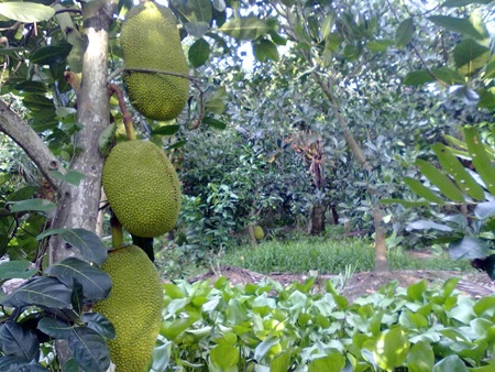 Trồng mít Thái Changai thu nhập hơn 700 triệu đồng/năm