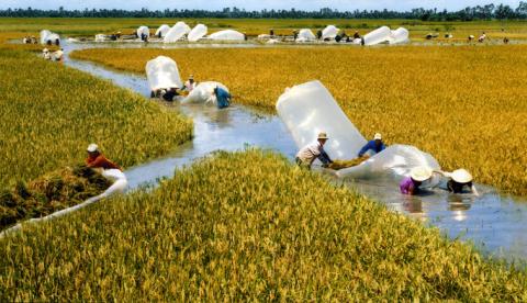 Trung Quốc cấm gạo tiểu ngạch: Việt Nam phải làm như Philippines!